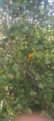 Celtis pallida