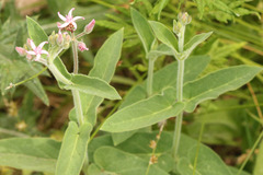 Oxypetalum solanoides