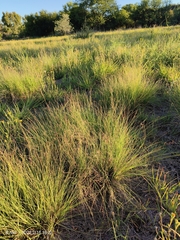 Eragrostis chloromelas