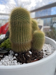 Parodia lenninghausii