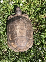 Gopherus polyphemus