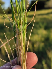 Eragrostis chloromelas