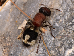 Ronisia brutia