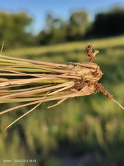Eragrostis chloromelas