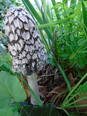 Coprinopsis picacea
