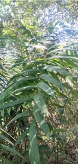 Socratea exorrhiza