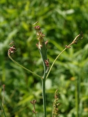 Mompha rufocristatella