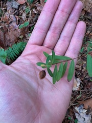 Hypericum hypericoides