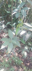Maclura tinctoria