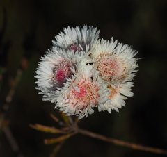 Actinodium cunninghamii