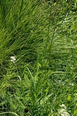 Mompha rufocristatella