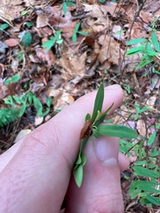 Hypericum hypericoides