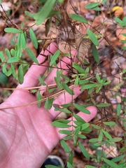 Hypericum hypericoides