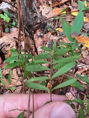 Hypericum hypericoides