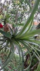 Bromelia pinguin