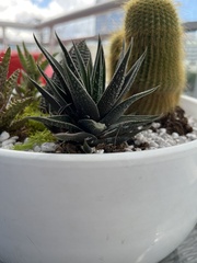 Haworthiopsis fasciata