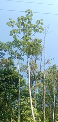 Cecropia obtusifolia