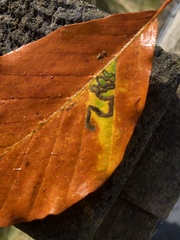 Stigmella tityrella