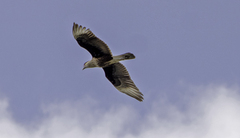 Caracara plancus cheriway