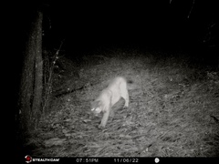 Puma concolor couguar