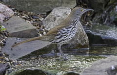 Toxostoma longirostre