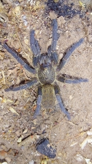 Harpactira