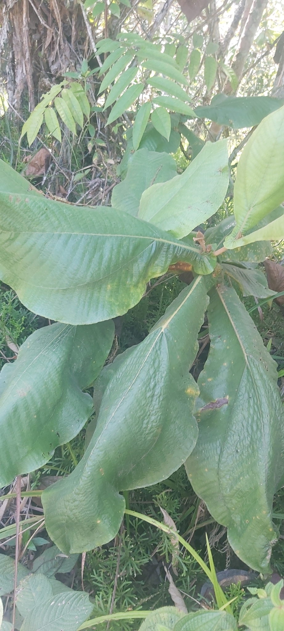 Castilla elastica Cerv.