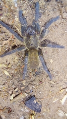 Harpactira
