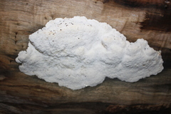 Amaropostia stiptica