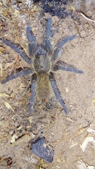 Harpactira