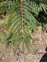 Vachellia macracantha