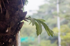 Catasetum integerrimum