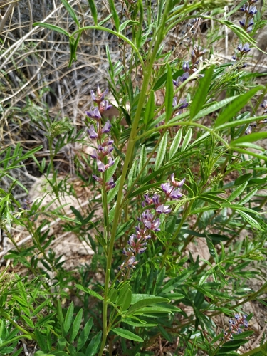 Image of Glycyrrhiza Astragalina (Glycyrrhiza astragalina) by (c) Francisco Iribas, some rights reserved (CC BY)