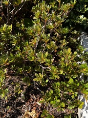 Rhododendron pilosum