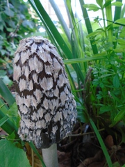 Coprinopsis picacea