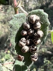 Orsilochides stictica