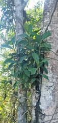 Sapium glandulosum