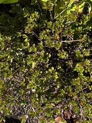 Rhododendron pilosum