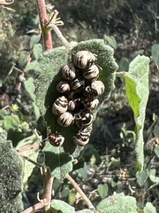 Orsilochides stictica