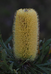 Banksia