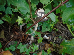 Coprinopsis picacea