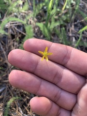 Ranunculus occidentalis
