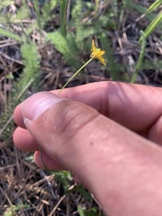 Ranunculus occidentalis