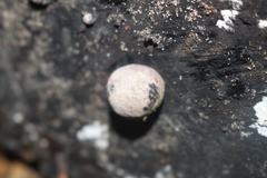 Daldinia concentrica