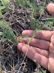 Ranunculus occidentalis