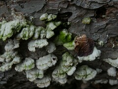 Trichaptum fuscoviolaceum