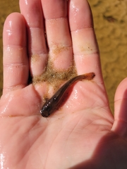 Noturus leptacanthus