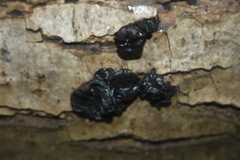 Exidia truncata