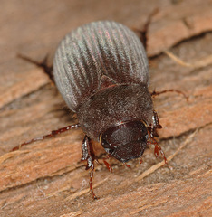 Maladera holosericea