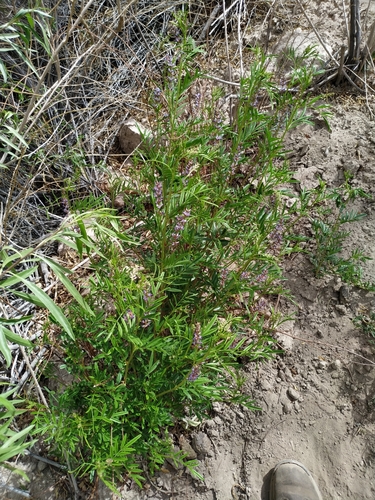 Image of Glycyrrhiza Astragalina (Glycyrrhiza astragalina) by (c) Francisco Iribas, some rights reserved (CC BY)